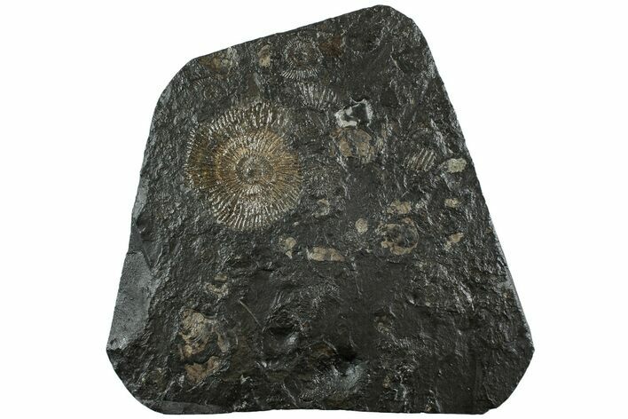 Dactylioceras Ammonite - Posidonia Shale, Germany #228044
